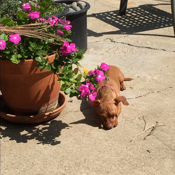 Meet your Posher, Pamela - Picture 2 of 3